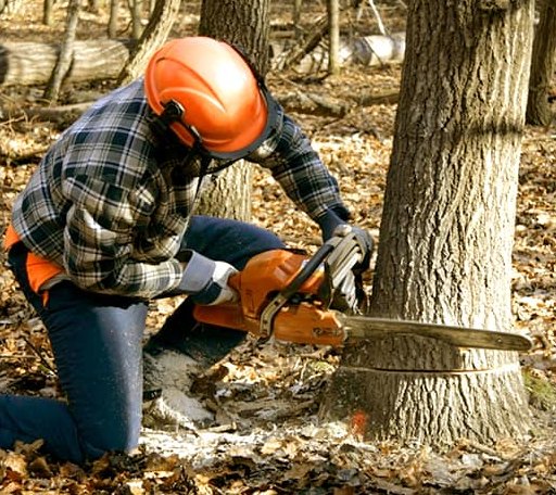 Tree Removal in Margie, MN
